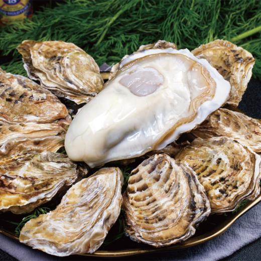 正宗乳山蚝王 | 精选鲜活肥美生蚝 6-8两/只 无污染海域养殖 蚝肉饱满有弾性 口感嫰滑鲜美 顺丰鲜活直达 生蚝 商品图0