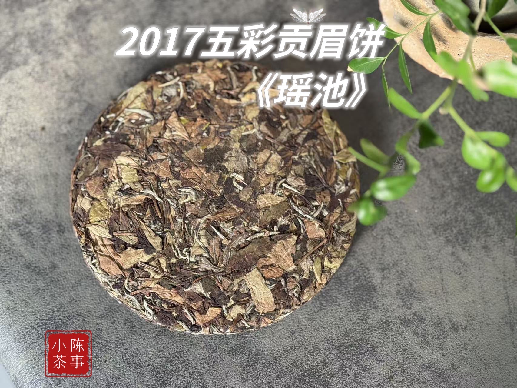 2017五彩贡眉饼《瑶池》，芳草香、桂花香、粽叶香，每一口都犹如含着甜蜜的杨桃果蜜饯香