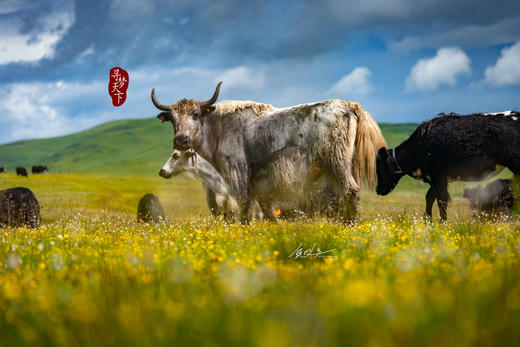 5月29日【四川】俄木塘花海•扎尕那•莲宝叶则•神座8天摄影团 商品图1
