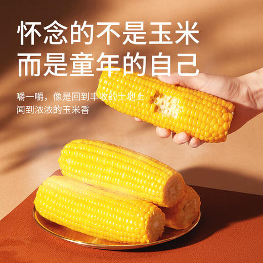 三胖蛋甜糯玉米礼盒228g*9 商品图3