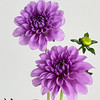 配花-大丽花-紫色-5支 商品缩略图0