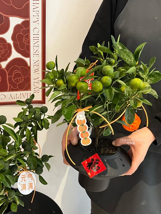 吉日良辰 · 金桔盆栽 商品图0