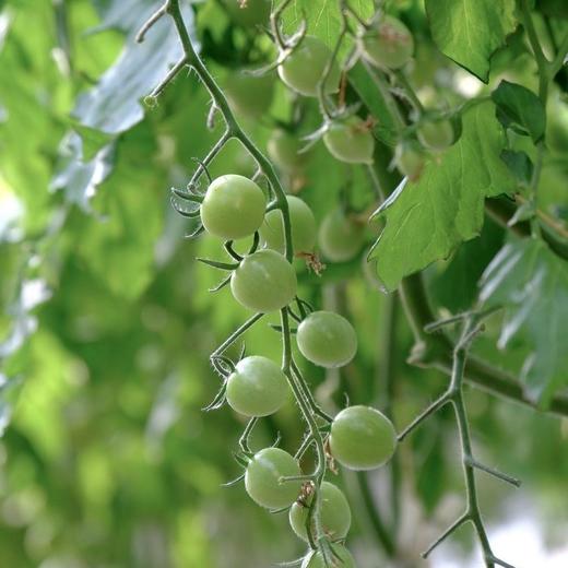 小青番小番茄不打膨大剂 自然成熟  3斤装 商品图5