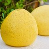 010马家柚  【柚界贵族】【明清贡品】高番茄红素 柚香清新宜人 红色果肉  多汁爽口 清甜回甘【天生皮厚】一柚三吃 商品缩略图7