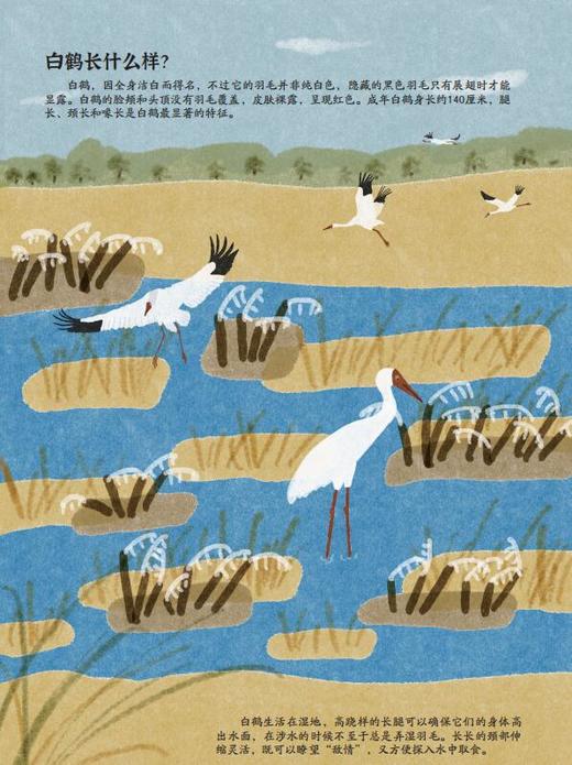 问问白鹤 商品图4