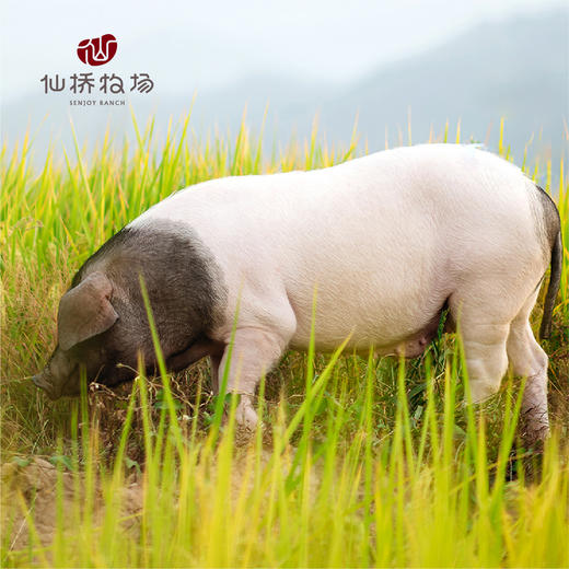 仙桥牧场金华两头乌带肉汤骨 商品图2