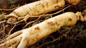 冬季补充元气试试它，补气养阴不上火！