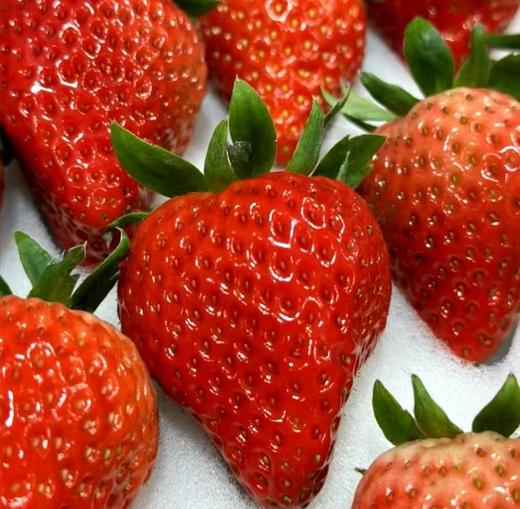 丹东草莓 约700g15枚装 商品图0