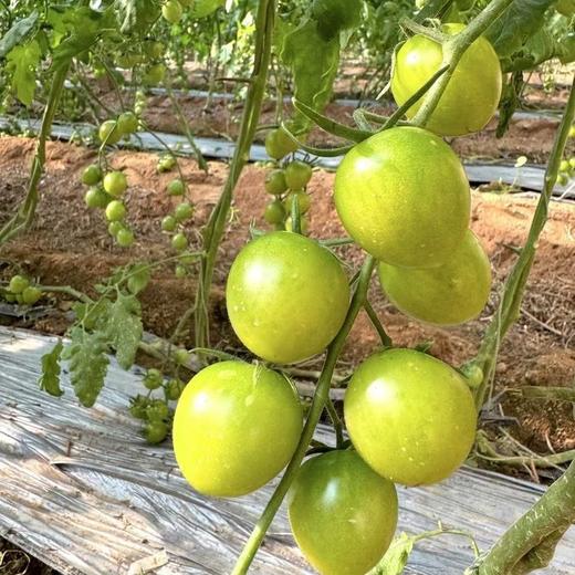 小青番小番茄不打膨大剂 自然成熟  3斤装 商品图4