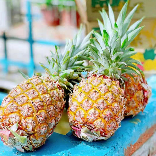 金钻凤梨 商品图3