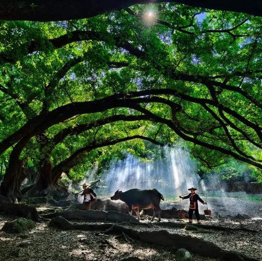 边玩边养老丨漫游霞浦，品海鲜逛滩涂，渔村傍晚风正好，邂逅绝美光影与灵秀嵛山！ 商品图6