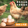 【限自提】农家散养 鲜土鸡蛋 30枚/板 自然散养 商品缩略图4