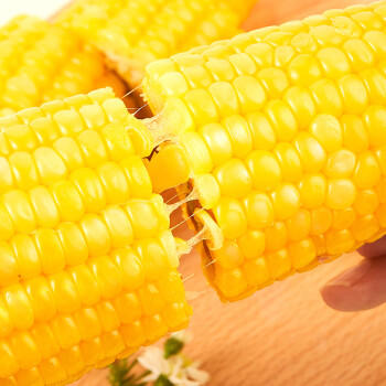 新主良黄糯玉米 3.2斤(200g*8根) 东北甜黏玉米棒低脂早餐苞米真空包装 /粮油调味 /杂粮 /谷米类 商品图7