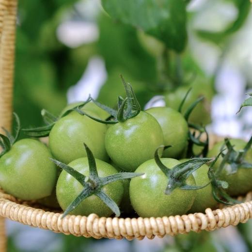 小青番小番茄不打膨大剂 自然成熟  3斤装 商品图6