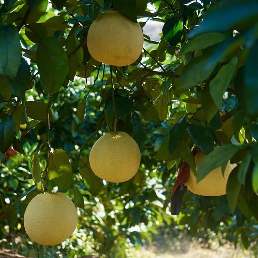 010马家柚  【柚界贵族】【明清贡品】高番茄红素 柚香清新宜人 红色果肉  多汁爽口 清甜回甘【天生皮厚】一柚三吃 商品图6