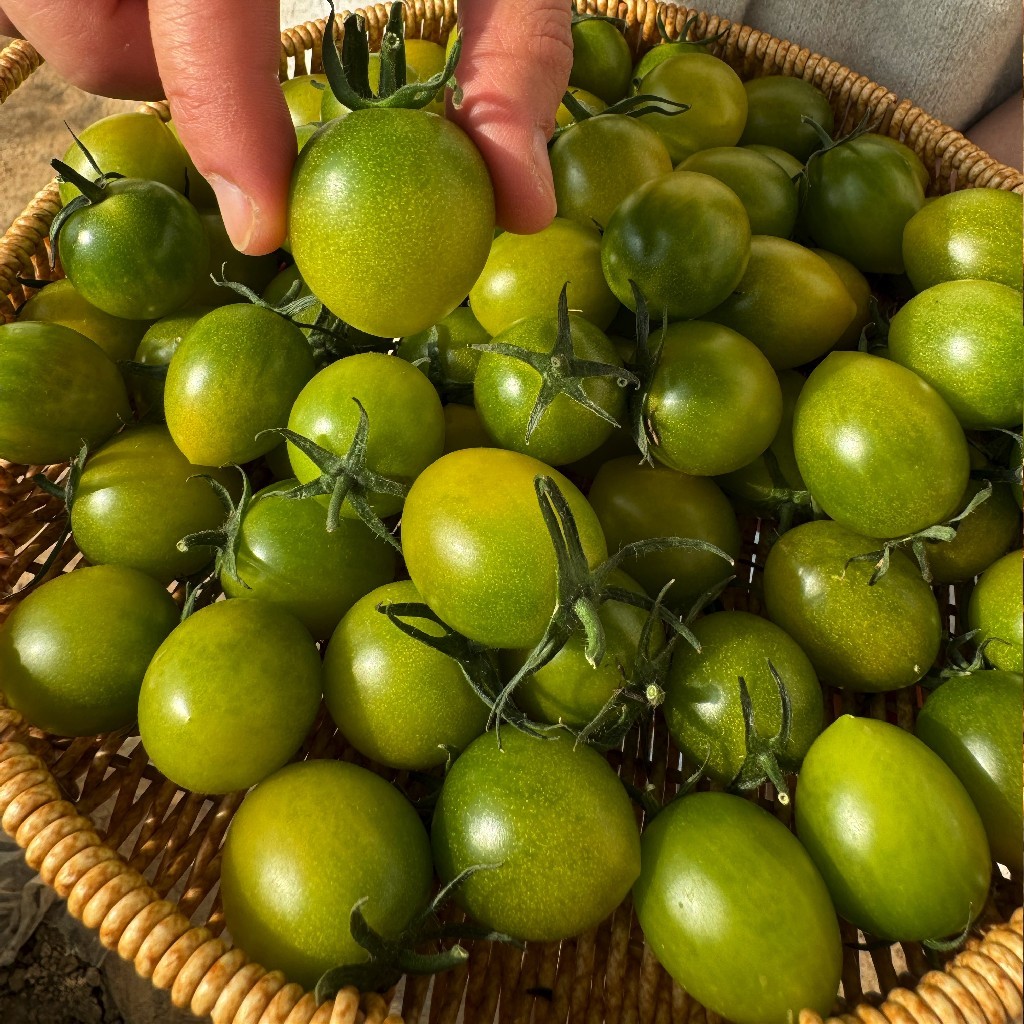 小青番小番茄不打膨大剂 自然成熟  3斤装