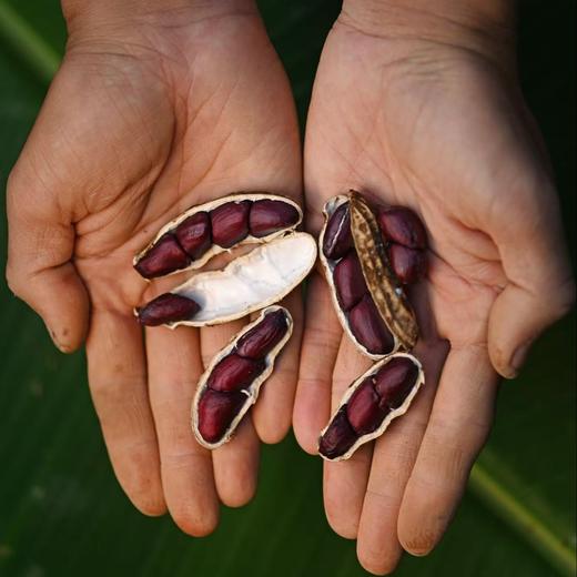 云南花生500g 土壤有机含量高 手工采收 自然日晒 甘香回甜 商品图4