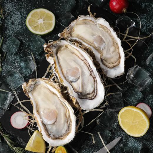 正宗乳山蚝王 | 精选鲜活肥美生蚝 6-8两/只 无污染海域养殖 蚝肉饱满有弾性 口感嫰滑鲜美 顺丰鲜活直达 生蚝 商品图4