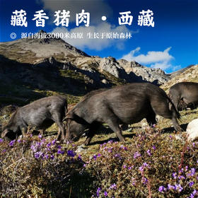 【藏香猪肉/香肠•鲜肉】#顺丰/京东 源自海拔3000米高原 生长于原始森林 肉质鲜香