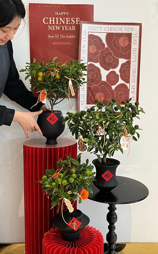 吉日良辰 · 金桔盆栽 商品图4