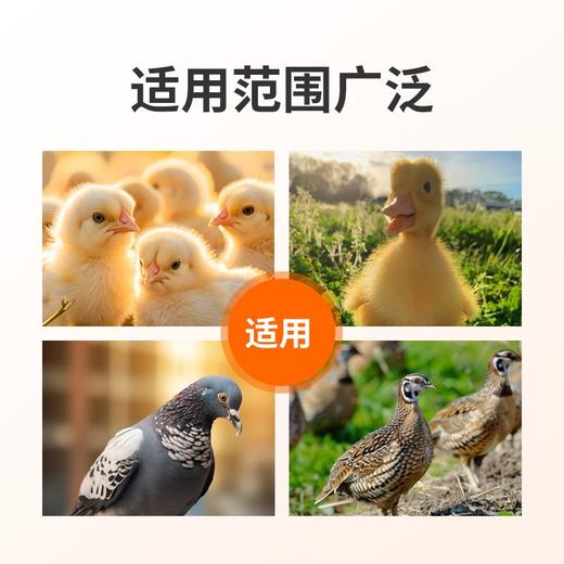 华畜鸡用饮水器养鸭鹅用乳头式钢球连体饮水器喂鸡喝水神器 商品图1