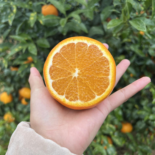 【武鸣沃柑】200万斤广西武鸣沃柑盼销路！我们品尝了真的非常好！新鲜满满VC，鲜嫩多汁，仅16.8元/箱，恳请您多转发支持！ 商品图4