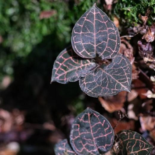 【茶饮精选】整株金线莲 秋冬必备 神奇金草 性平味甘 淡淡的草本香 容易感冒的季节太适合 商品图5