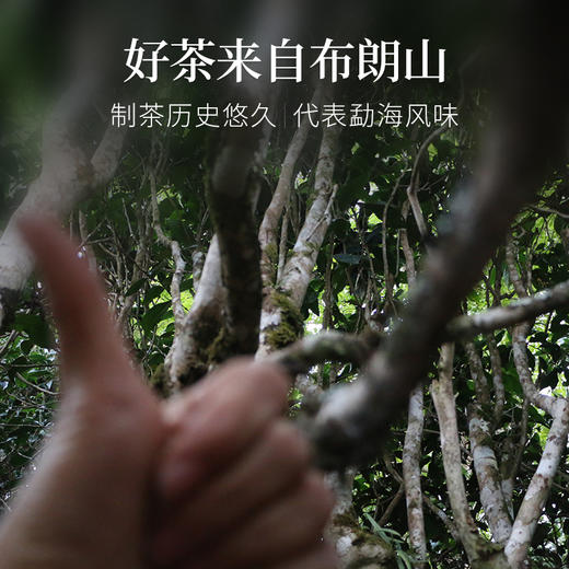 布朗甜润 布朗山古树熟茶 3克龙珠 拍3发4送杯子 熟茶【森之味】 商品图5