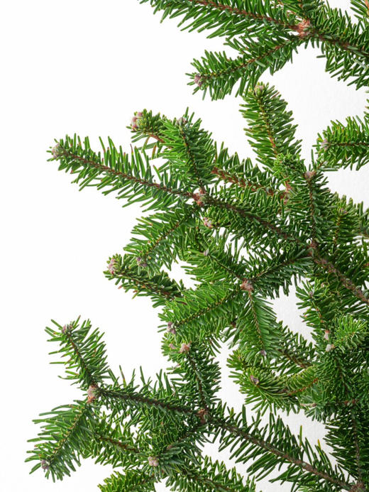 【圣诞欢愉.AB级国产诺贝松】1支/份 长约70-75cm（不含图片中的挂件） 商品图2