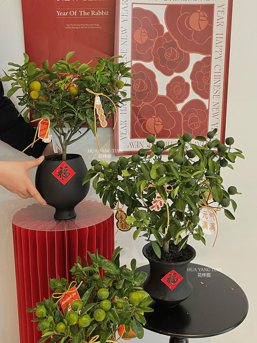 吉日良辰 · 金桔盆栽 商品图6