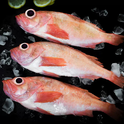 【野生海产】红石斑鱼1700±200g 大西洋纯净海域 商品图6