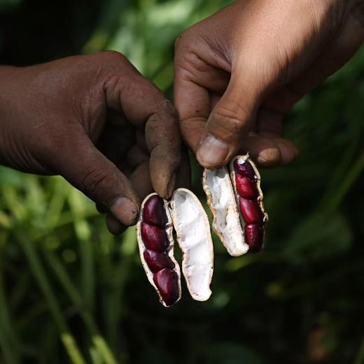 云南花生500g 土壤有机含量高 手工采收 自然日晒 甘香回甜 商品图3