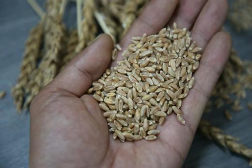 红秃头面粉 商品图1