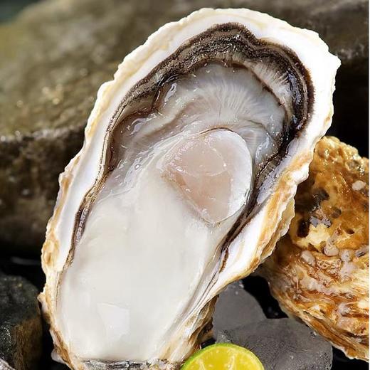 正宗乳山蚝王 | 精选鲜活肥美生蚝 6-8两/只 无污染海域养殖 蚝肉饱满有弾性 口感嫰滑鲜美 顺丰鲜活直达 生蚝 商品图7