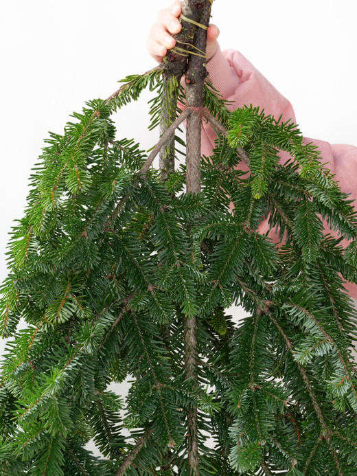 【圣诞欢愉.AB级国产诺贝松】1支/份 长约70-75cm（不含图片中的挂件） 商品图3