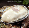 正宗乳山蚝王 | 精选鲜活肥美生蚝 6-8两/只 无污染海域养殖 蚝肉饱满有弾性 口感嫰滑鲜美 顺丰鲜活直达 生蚝 商品缩略图1