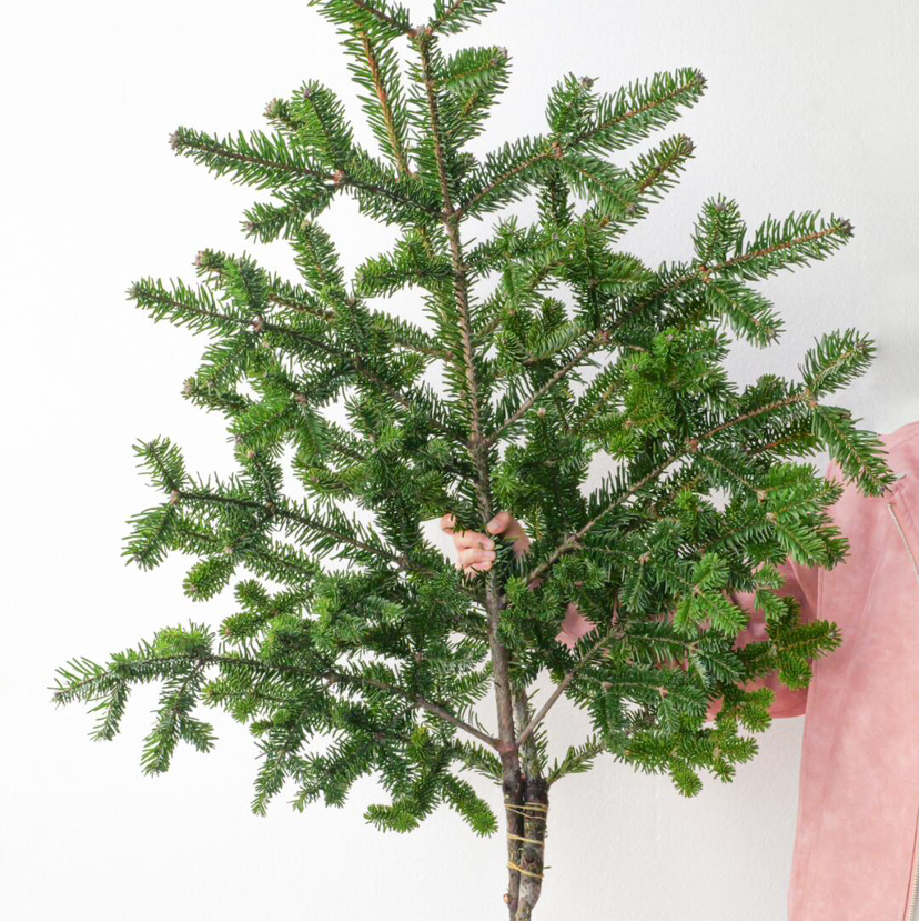 【圣诞欢愉.AB级国产诺贝松】1支/份 长约70-75cm（不含图片中的挂件）