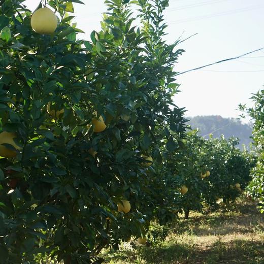 010马家柚  【柚界贵族】【明清贡品】高番茄红素 柚香清新宜人 红色果肉  多汁爽口 清甜回甘【天生皮厚】一柚三吃 商品图5