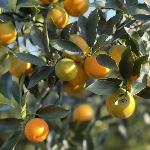 【融安金桔】新鲜金桔！第三代脆蜜金柑个大肉厚，入口化渣，纯甜不麻嘴，从皮甜到心。不涩口，果皮香甜滑脆、 肉质细腻脆甜!! 商品图3