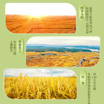 十月稻田 当季新米 胚芽米 3斤 东北大米 杂粮伴侣 粥米 /粮油调味 /米 /胚芽米 商品图5