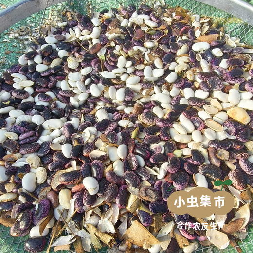 高原生态白芸豆 500g/袋 | 合作农友生产，产自云南香格里拉，生产者：李忠青＆【公平贸易农人定价】 商品图13