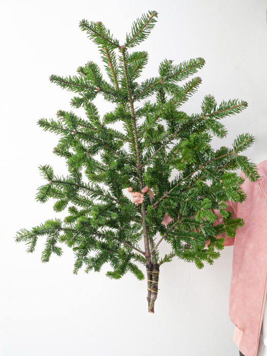 【圣诞欢愉.AB级国产诺贝松】1支/份 长约70-75cm（不含图片中的挂件） 商品图5