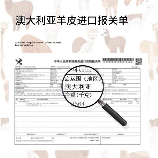 AusGolden长毛羊驼公仔玩偶羊毛情侣一对可爱儿童生日圣诞节礼物 商品图3