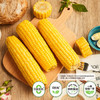 新主良黄糯玉米 3.2斤(200g*8根) 东北甜黏玉米棒低脂早餐苞米真空包装 /粮油调味 /杂粮 /谷米类 商品缩略图6