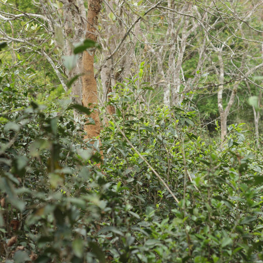 云南单伟的野放茶 商品图1