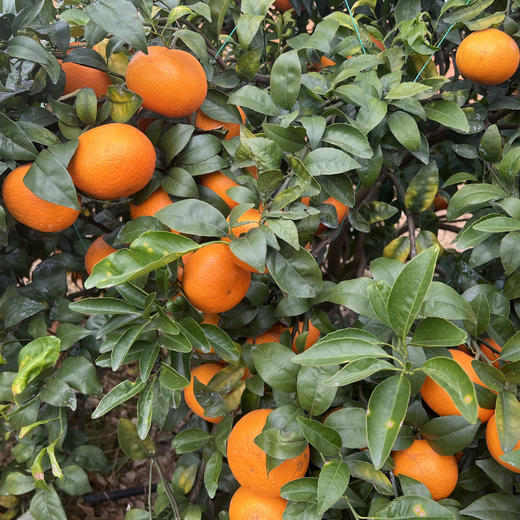 【武鸣沃柑】200万斤广西武鸣沃柑盼销路！我们品尝了真的非常好！新鲜满满VC，鲜嫩多汁，仅16.8元/箱，恳请您多转发支持！ 商品图5