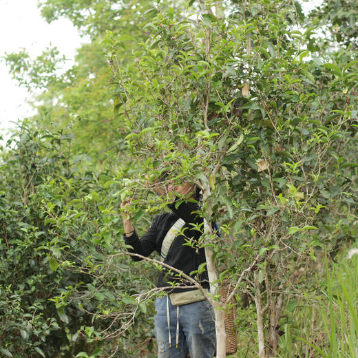 云南单伟的野放茶 商品图2