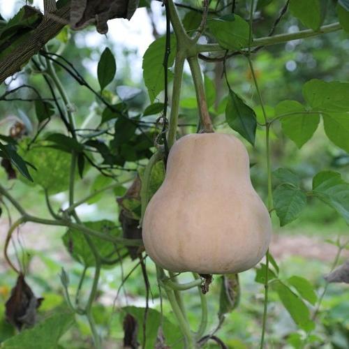 有种的有机水果南瓜 真正有种的人，遇到再“南”的事情也能扛过去 商品图3