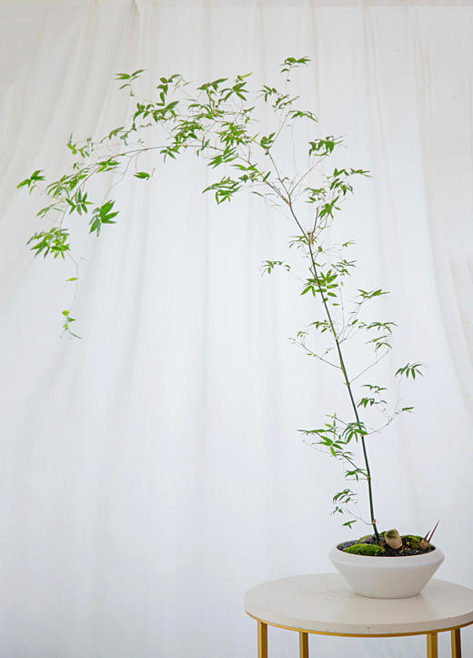 勒竹盆栽 商品图3