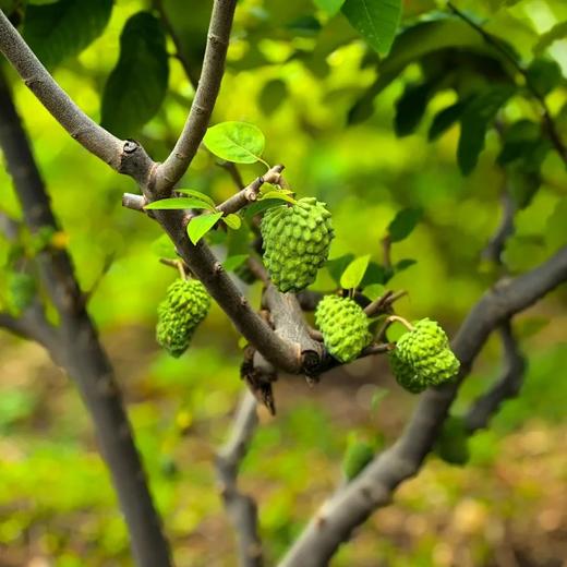 生态释迦果｜元江｜顺丰 商品图5